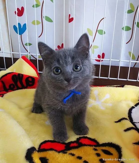 ID:2106-02491の子猫