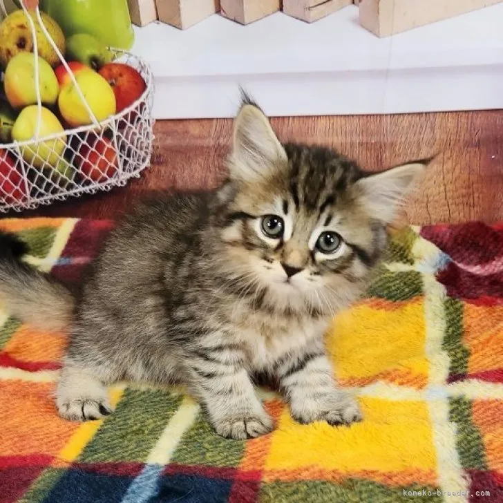 ID:2303-01449の子猫