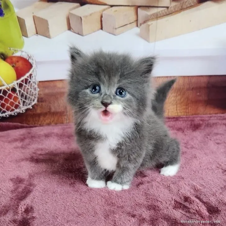 ID：2307-01030の子猫