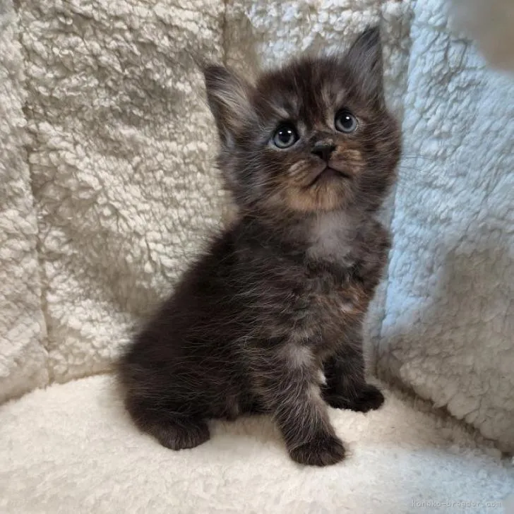 ID:2206-01972の子猫