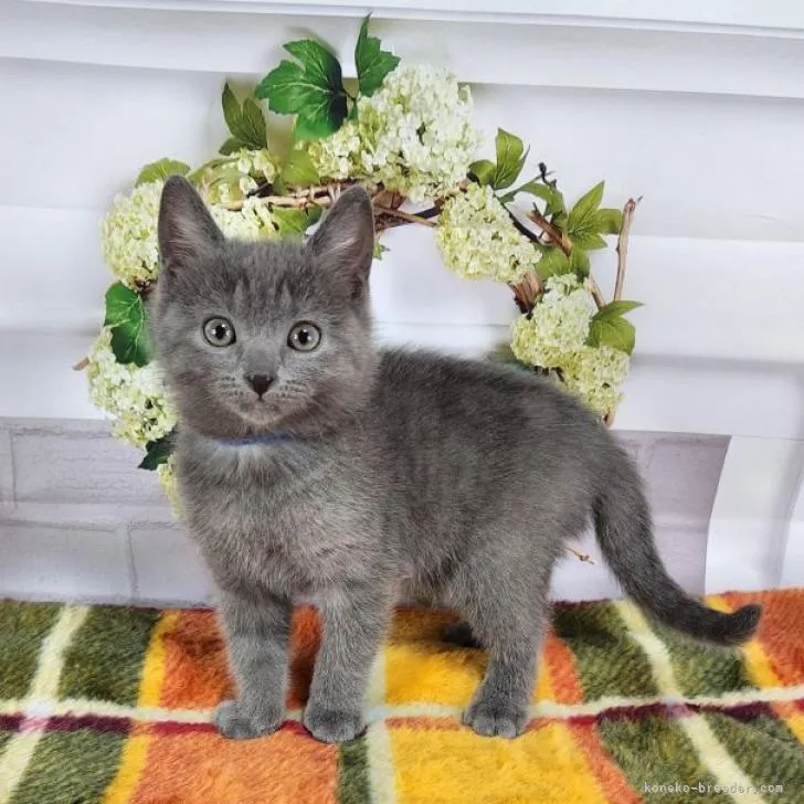 ID：2210-03028の子猫