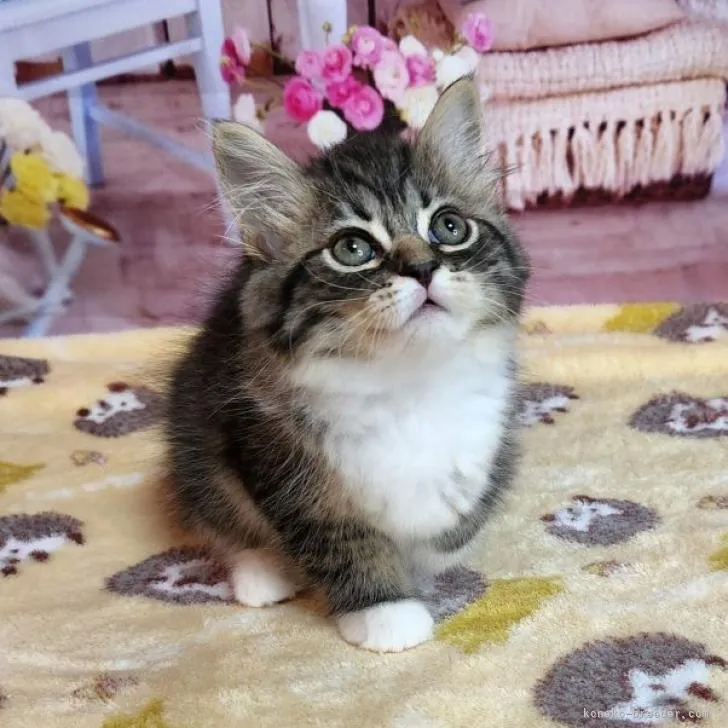 ID:2205-01517の子猫