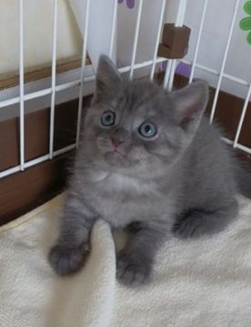 シャルトリュー【奈良県・男の子・2020年6月9日・ブルー】の写真「個性一杯の男の子✨」