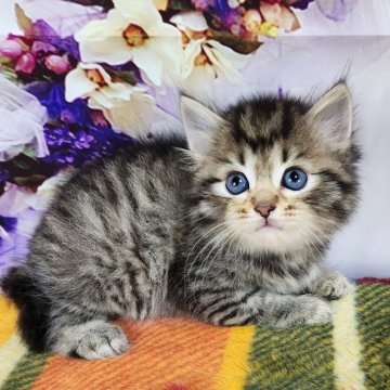サイベリアン【奈良県・男の子・2024年6月20日・ブラウンマッカレルタビー】の写真「お父さんはチャンピオン✨もふもふちゃん❤️」
