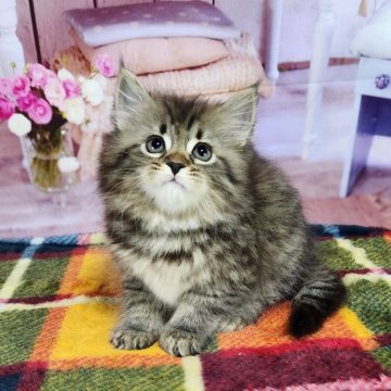 サイベリアン【奈良県・男の子・2023年12月10日・ブラウンマッカレルタビー】の写真「お父さんはチャンピオン」