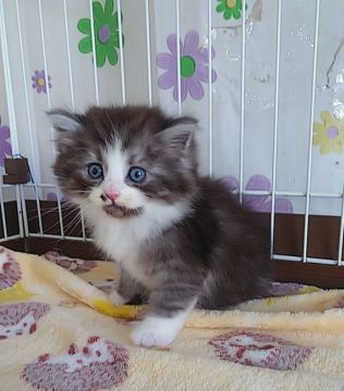 サイベリアン【奈良県・男の子・2021年1月2日・ブラックスモークタビー&ホワイト】の写真「珍しいカラーの子猫ちゃん✨」