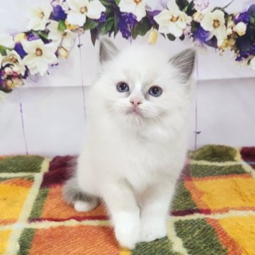 ラグドール【奈良県・女の子・2024年2月14日・ブルーポイントバイカラー】の写真「可愛いラグドール🥰」