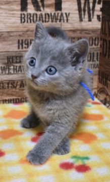 シャルトリュー【奈良県・男の子・2020年4月10日・ブルー】の写真「鳴き声が小さく飼いやすい猫ちゃんです✨」