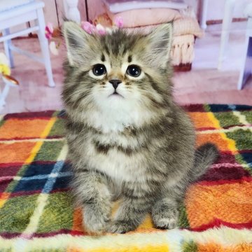 サイベリアン【奈良県・男の子・2023年12月10日・ブラウンマッカレルタビー】の写真「お父さんはチャンピオン」