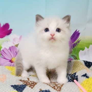 ラグドール【奈良県・男の子・2024年8月3日・ブルーポイントバイカラー】の写真「ぽてぽてが可愛いんです🥰」