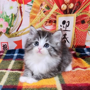 サイベリアン【奈良県・女の子・2023年11月18日・シルバーマッカレルタビー&ホワイト】の写真「白ソックスのはいた可愛いお顔の子猫ちゃん🎵」