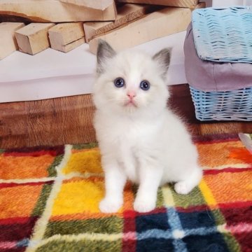ラグドール【奈良県・女の子・2023年5月24日・ブルーポイントバイカラー】の写真「お父さんチャンピオンです💕」