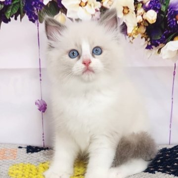 ラグドール【奈良県・女の子・2024年3月22日・ブルーポイントバイカラー】の写真「可愛いラグドール🥰」