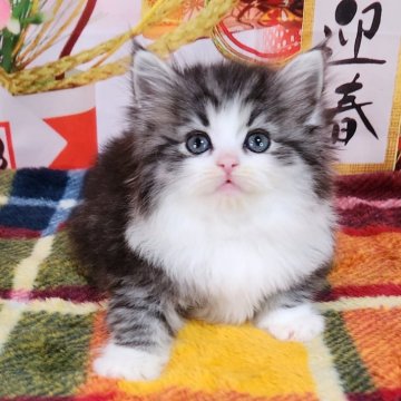 サイベリアン【奈良県・女の子・2023年11月18日・シルバーマッカレルタビー&ホワイト】の写真「白ソックスのはいた可愛いお顔の子猫ちゃん🎵」