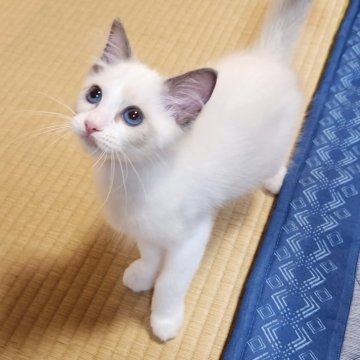 ラグドール【奈良県・男の子・2024年3月22日・ブルーポイントバイカラー】の写真「激甘性格がお好きな方へ🥰」