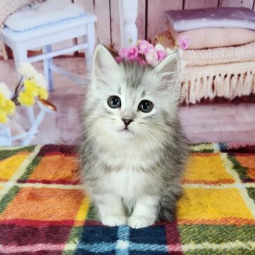 サイベリアン【奈良県・女の子・2023年12月10日・シルバーマッカレルタビー】の写真「お父さんはチャンピオン」