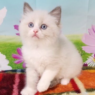 ラグドール【奈良県・男の子・2024年8月3日・ブルーポイントバイカラー】の写真「ぽてぽてが可愛いんです🥰」