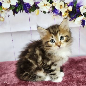 サイベリアン【奈良県・男の子・2024年3月22日・ブラウンクラシックタビー&ホワイト】の写真「とっても綺麗な色合い❤️」