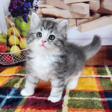 サイベリアン【奈良県・女の子・2023年3月20日・ブルータビー&ホワイト】の写真「可愛いサイベリアン」