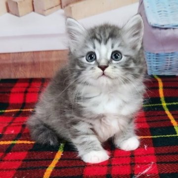 サイベリアン【奈良県・男の子・2023年9月10日・ブルーマッカレルタビー&ホワイト】の写真「白ソックスのはいた笑顔が素敵な子猫ちゃん🎵」