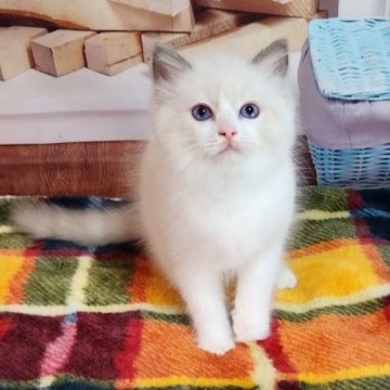 ラグドール【奈良県・女の子・2023年7月3日・ブルーポイントバイカラー】の写真「甘えたさんなお嬢様💕」