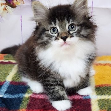 サイベリアン【奈良県・女の子・2024年8月11日・ブラウンマッカレルタビー&ホワイト】の写真「白いソックスをはいた、モデルさんのような子猫ち❤️」