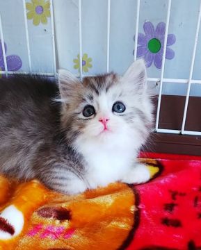 サイベリアン【奈良県・女の子・2021年1月2日・シルバータビー&ホワイト】の写真「シルバーの子猫ちゃん✨」