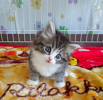 サイベリアン【奈良県・女の子・2021年1月2日・ブラウンタビー&ホワイト】の写真「仕草が可愛い子猫ちゃん✨」