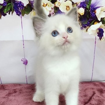 ラグドール【奈良県・女の子・2024年5月21日・ブルーポイントバイカラー】の写真「可愛いラグドール🥰」