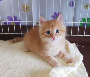 サイベリアン【奈良県・男の子・2020年6月15日・レッドマッカレルタビー&ホワイト】の写真「✨お父さんチャンピオンの男の子✨」