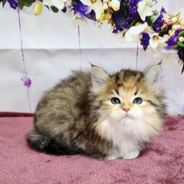 サイベリアン【奈良県・女の子・2024年3月11日・ブラウンマッカレルタビ-&ホワイト】の写真「白いソックスがまた可愛い❤️お父さんチャンピオン」