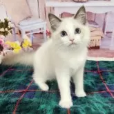 ラグドール【奈良県・女の子・2023年11月6日・ブルーポイントバイカラー】の写真1