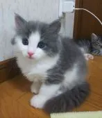 サイベリアン【奈良県・女の子・2022年4月20日・ブルータビー&ホワイト】の写真1「6/4」