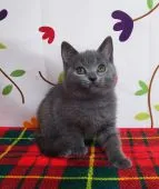 シャルトリュー【奈良県・女の子・2022年3月28日・ブルー】の写真1「5/21そろそろ独り立ちに練習だねえ🎵」