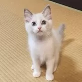 ラグドール【奈良県・女の子・2024年3月22日・ブルーポイントバイカラー】の写真1