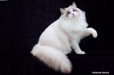 ラグドール【・男の子・2024年3月5日・ブルーポイントバイカラー】「CFA　チャンピオンです」