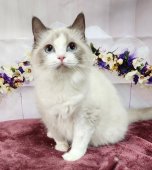 ラグドール【・女の子・2023年6月23日・ブルーポイントバイカラー】