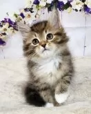 サイベリアン【奈良県・男の子・2024年3月22日・ブラウンマッカレルタビー&ホワイト】の写真2