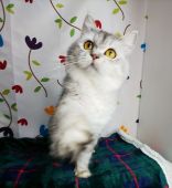 サイベリアン【・女の子・2019年11月10日・シルバータビー&ホワイト】