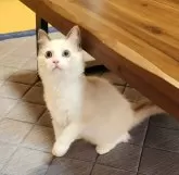 ラグドール【奈良県・女の子・2024年3月21日・ブルーポイントバイカラー】の写真2