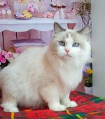 ラグドール【・女の子・2019年1月19日・ブルーポイントバイカラー】