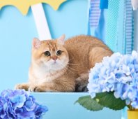 ブリティッシュショートヘア【・男の子・2023年4月22日・ブラックゴールデンシェーデット】