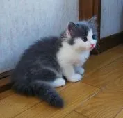 サイベリアン【奈良県・女の子・2022年4月20日・ブルータビー&ホワイト】の写真3