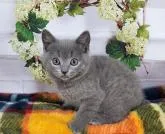 シャルトリュー【奈良県・男の子・2022年12月7日・ブルー】の写真3