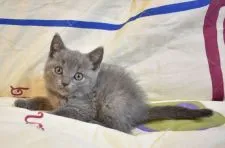 シャルトリュー【奈良県・男の子・2020年4月10日・ブルー】の写真3