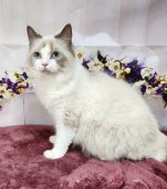 ラグドール【・女の子・2023年6月23日・ブルーポイントバイカラー】