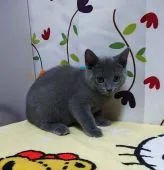 シャルトリュー【奈良県・男の子・2021年6月16日・ブルー】の写真3