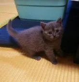 シャルトリュー【奈良県・女の子・2021年11月21日・ブルー】の写真3