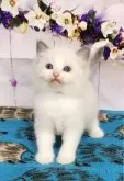ラグドール【奈良県・男の子・2024年3月15日・ブルーポイントバイカラー】の写真3