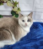ラグドール【・女の子・2020年8月1日・ブルーポイントバイカラー】